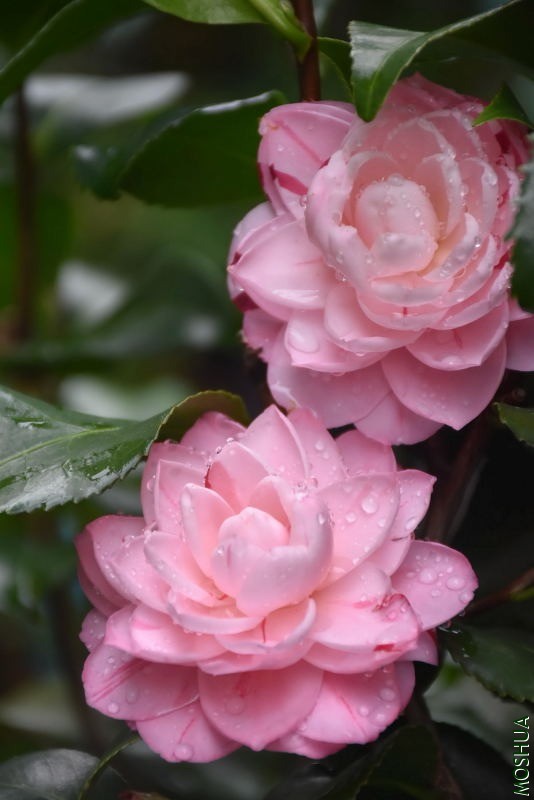 DSC_01130113.JPG
