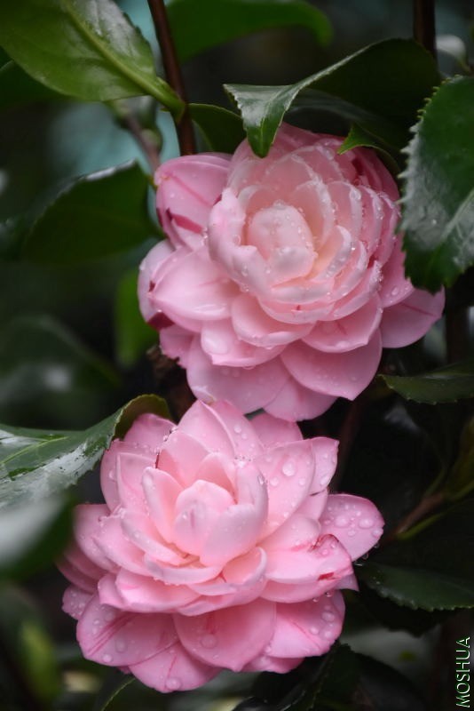 DSC_01090109.JPG