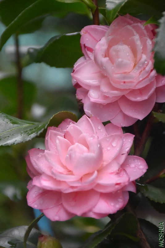 DSC_01160116.JPG