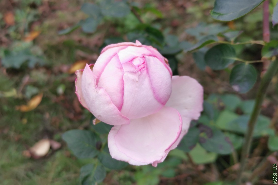 IMG_20201128_130840.jpg