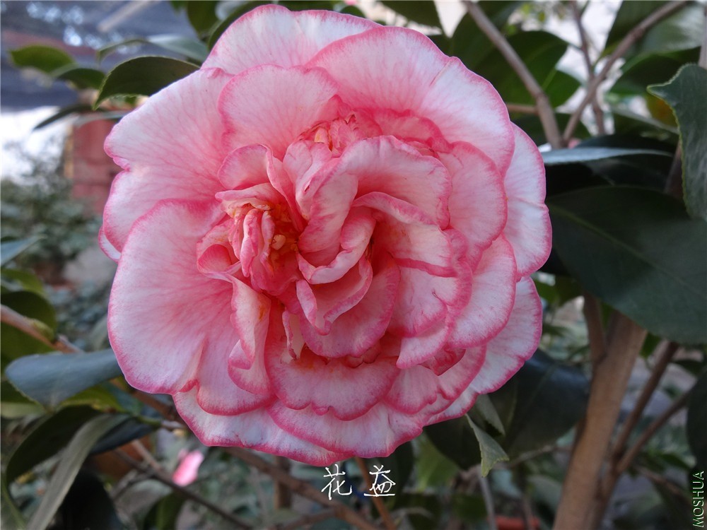 DSC04918.jpg