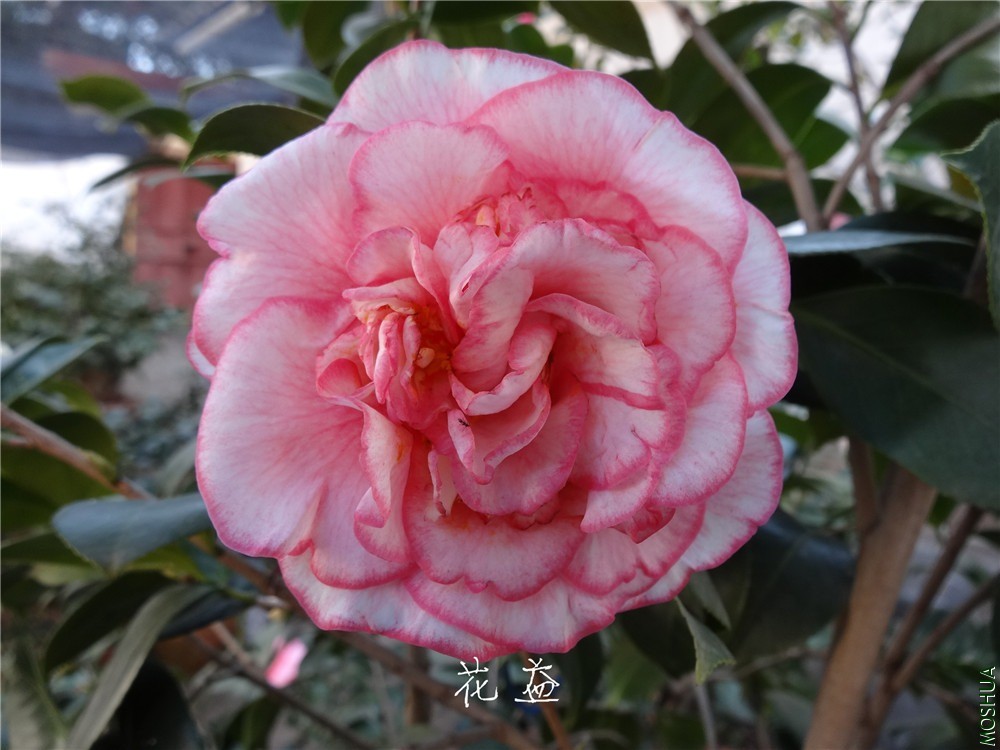 DSC04919.jpg