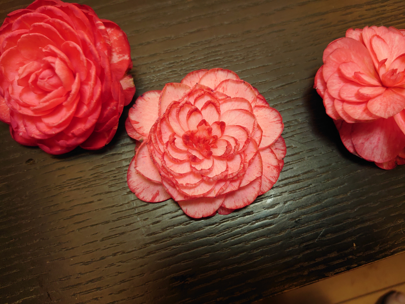 DSC_3919.JPG