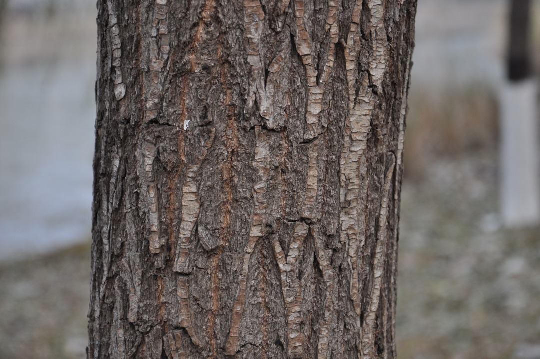 DSC_0285.JPG