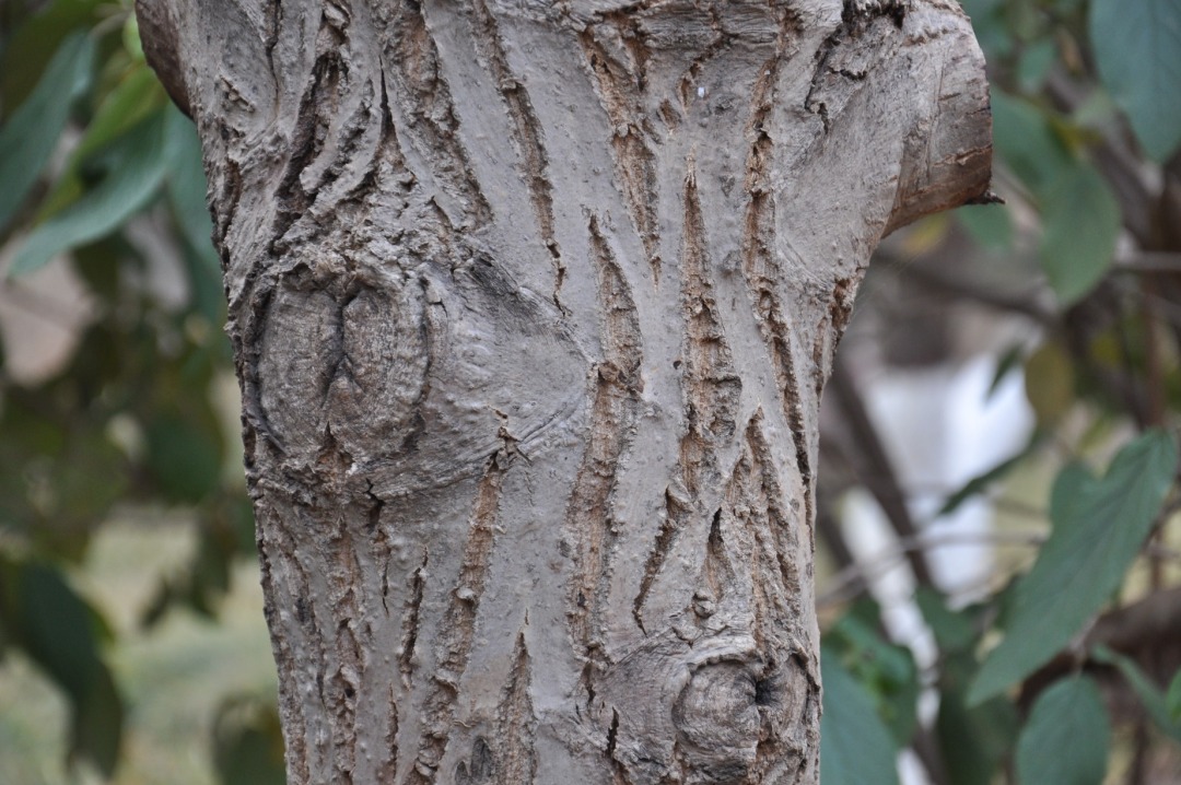DSC_0287.JPG