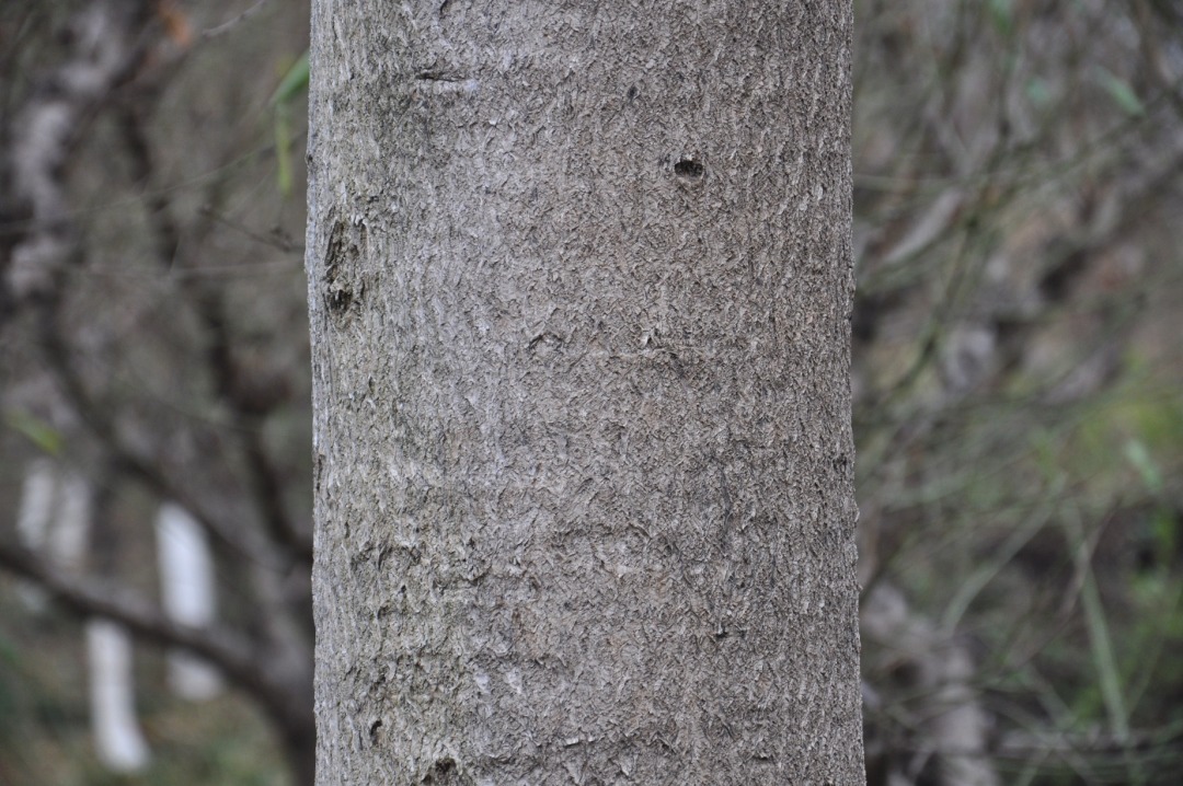 DSC_0293.JPG