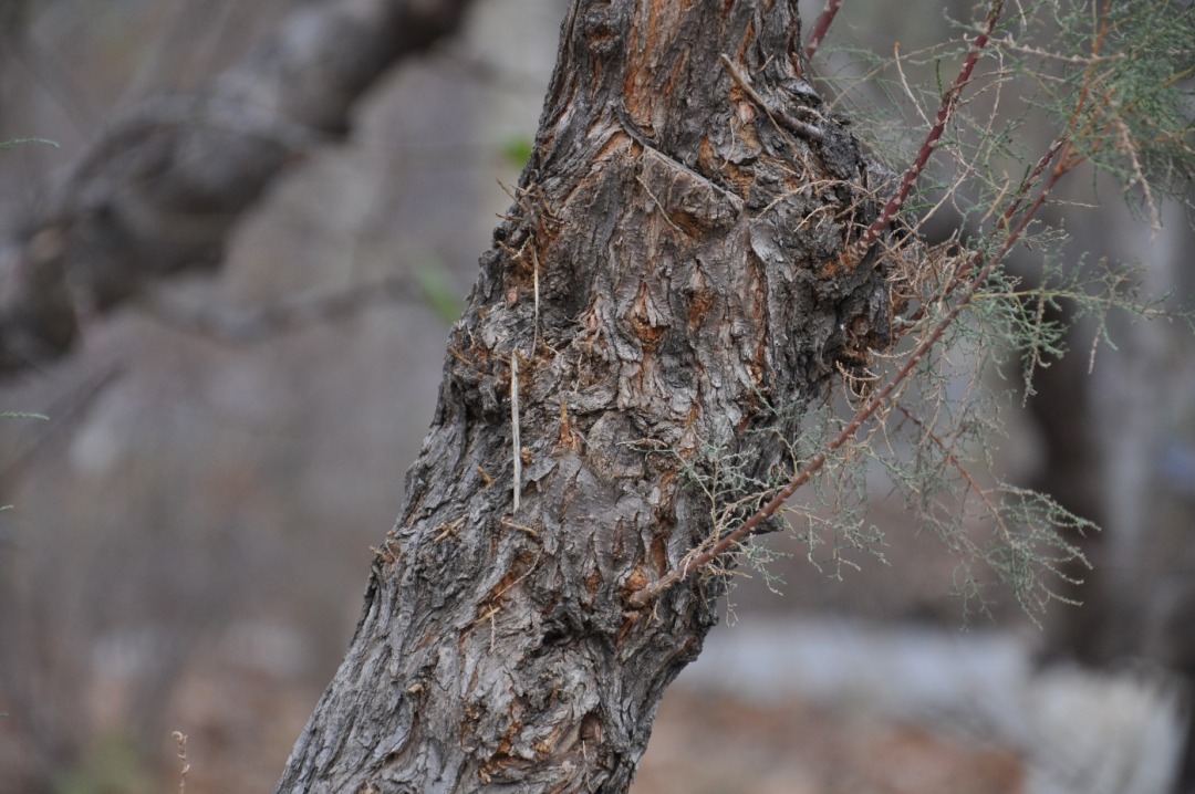 DSC_0299.JPG