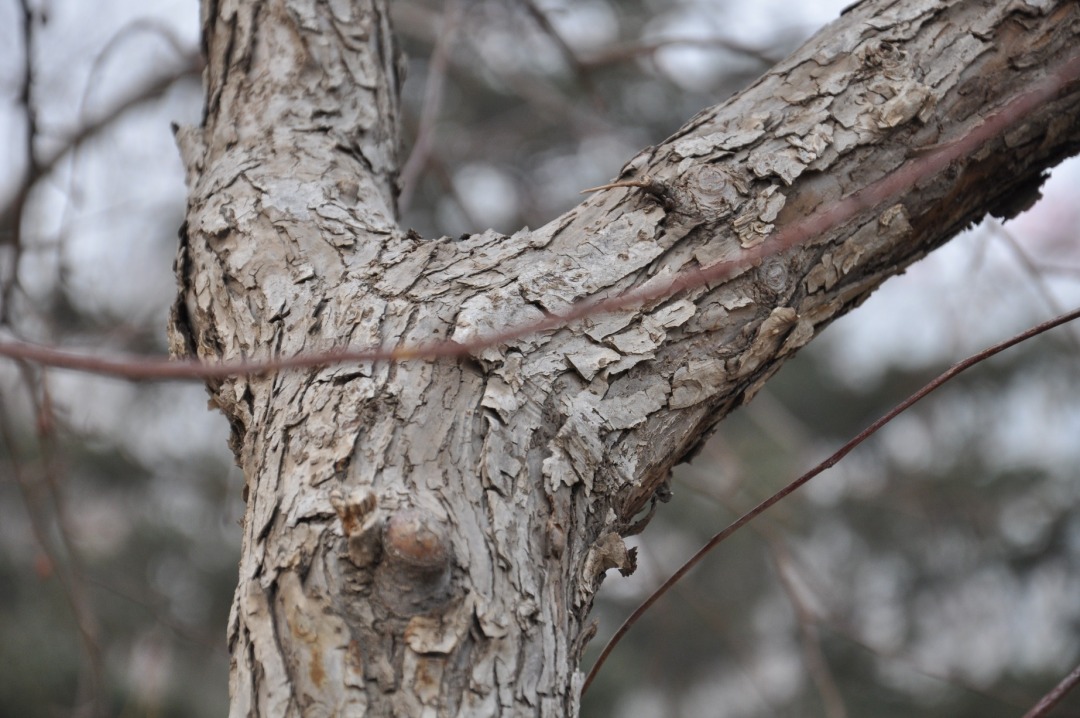 DSC_0312.JPG