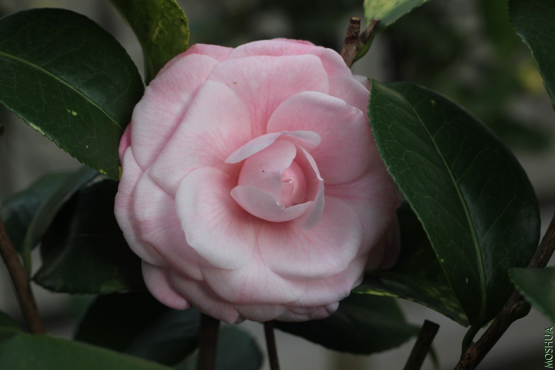 IMG_3636.JPG