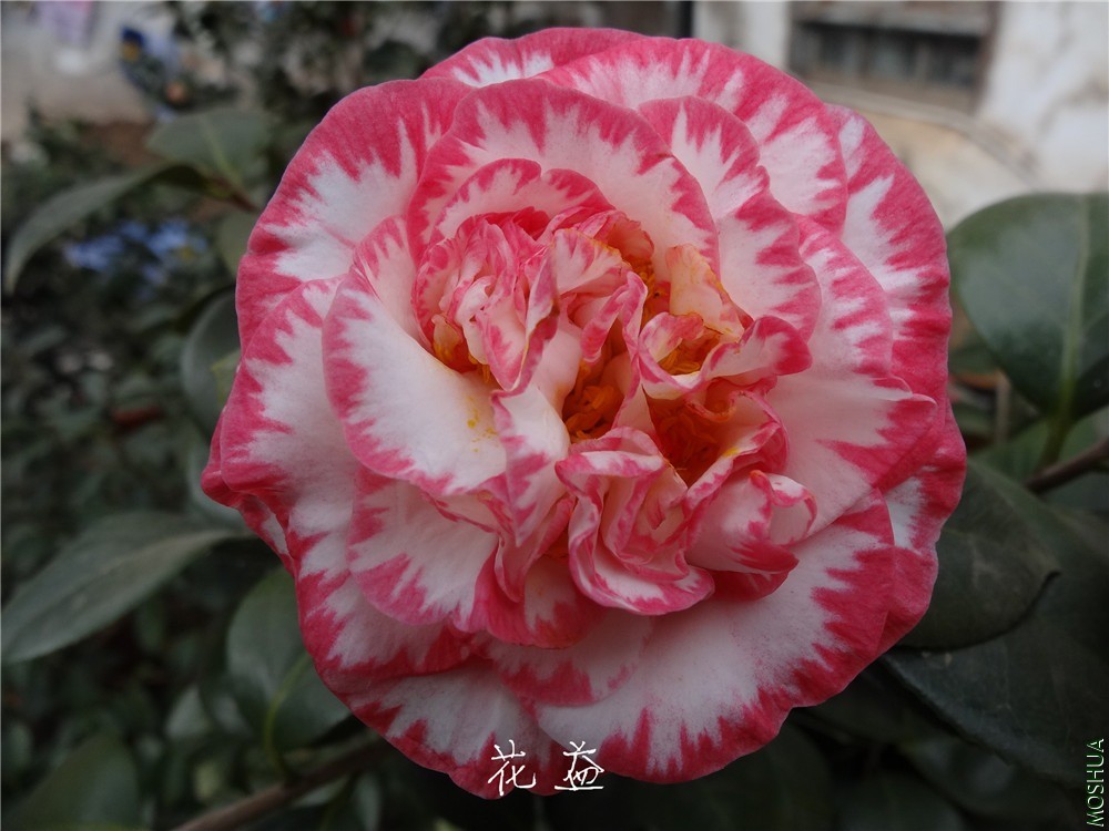 DSC04954.jpg