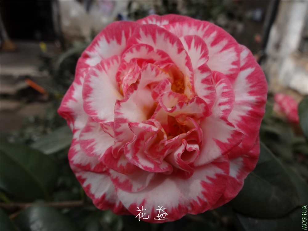 DSC04956.jpg
