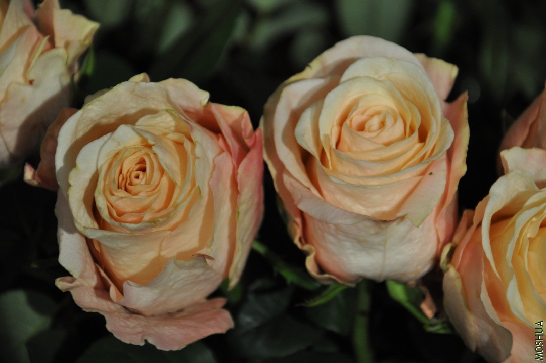 DSC_0319.JPG