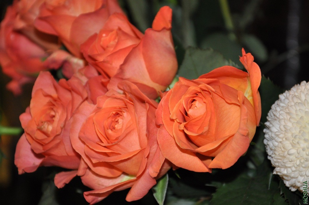 DSC_0322.JPG