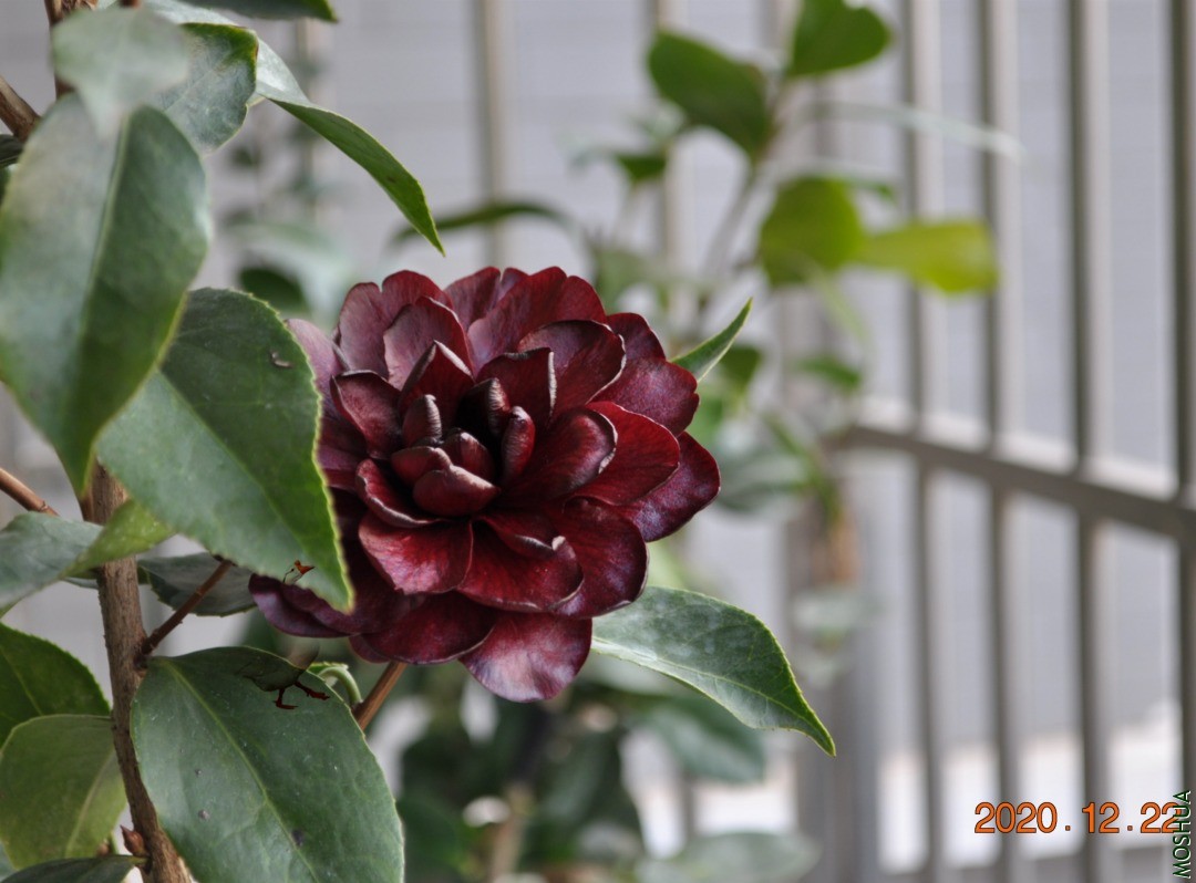 DSC_0443.JPG