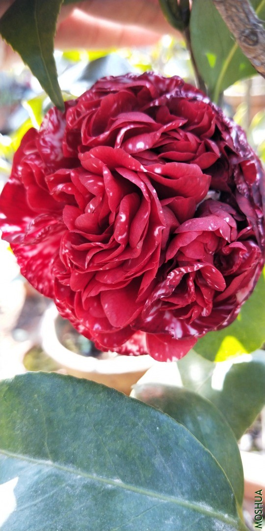 IMG20201222141004.jpg