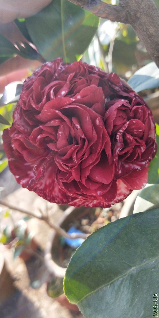 IMG20201222141011.jpg