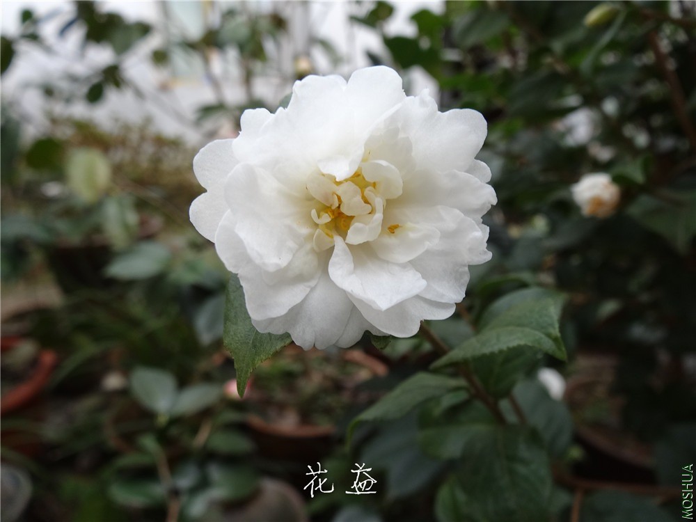 DSC04967.jpg