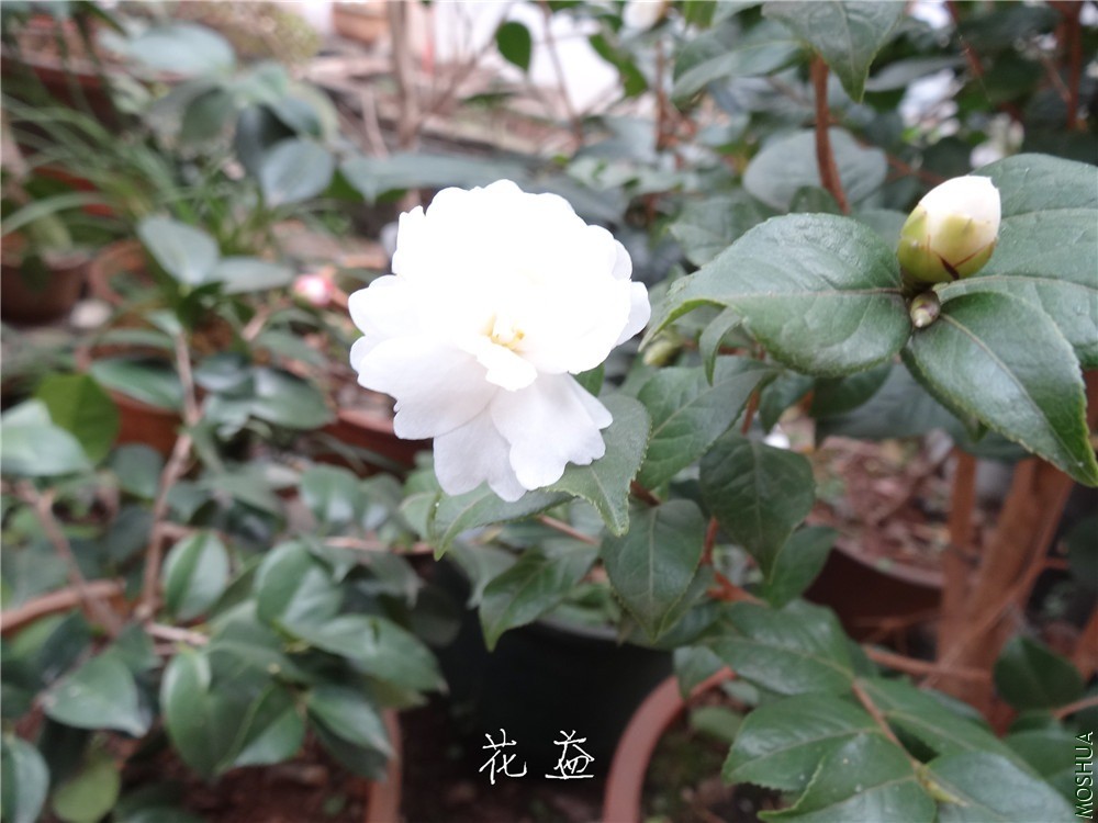 DSC04966.jpg