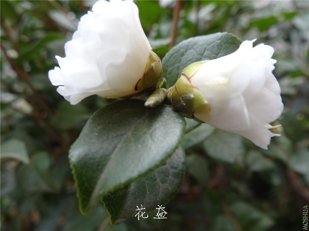 DSC04968.jpg