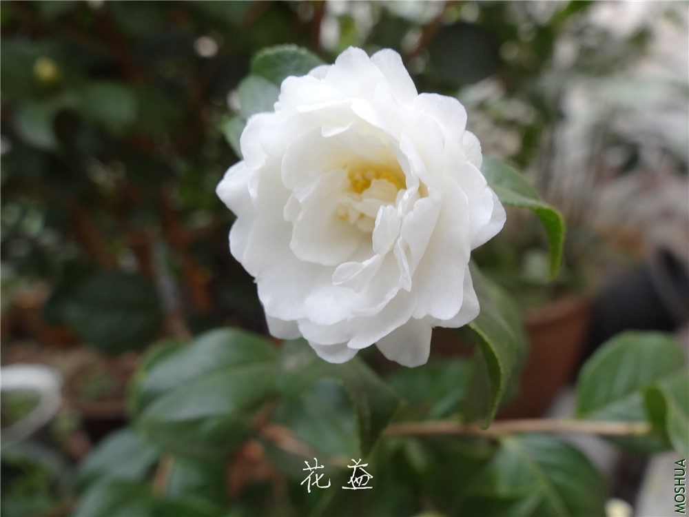 DSC04969.jpg