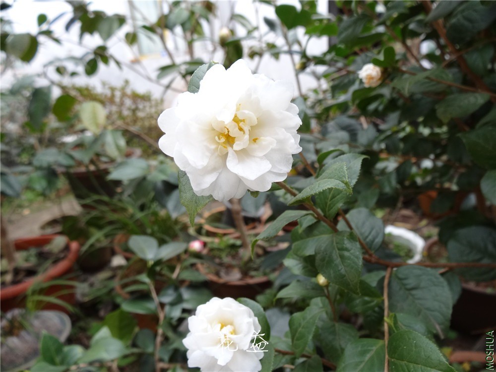DSC04972.jpg