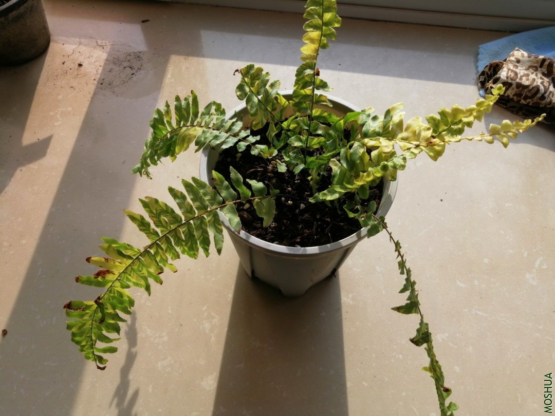 IMG_20201225_094158.jpg