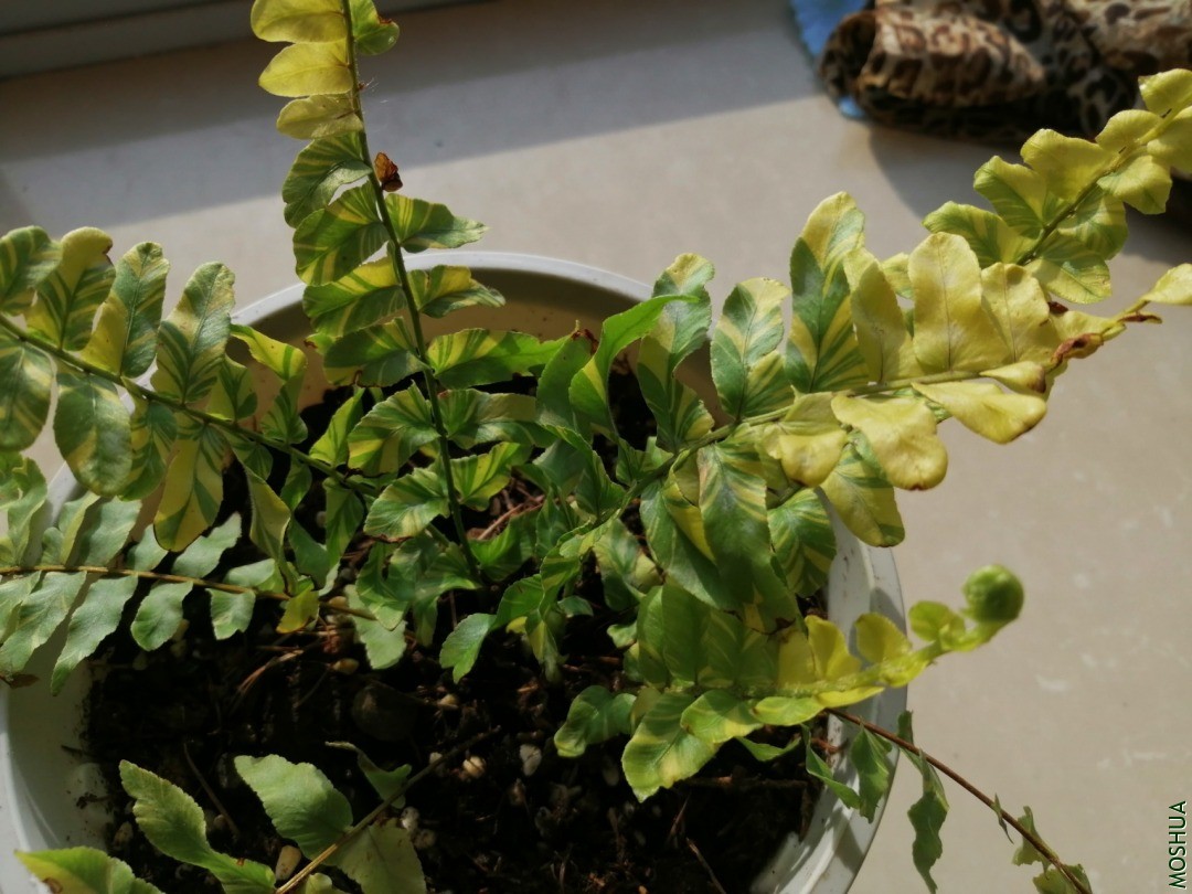 IMG_20201225_094207.jpg