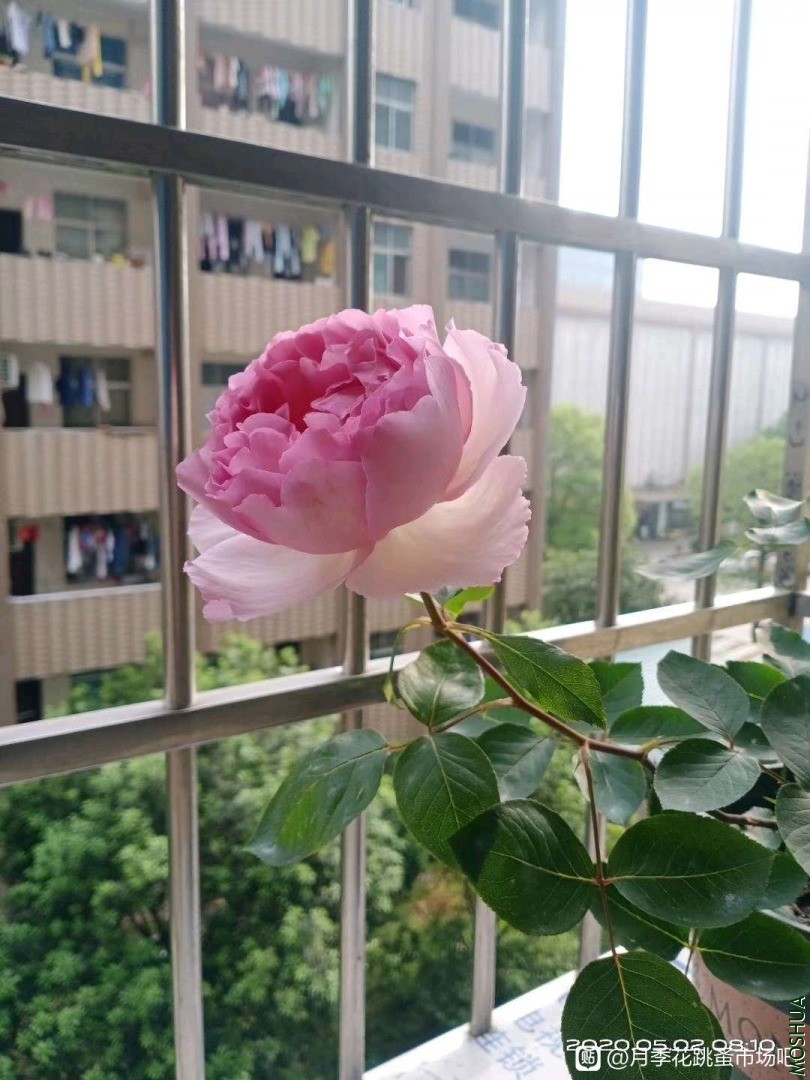 ��ܽ�۲���