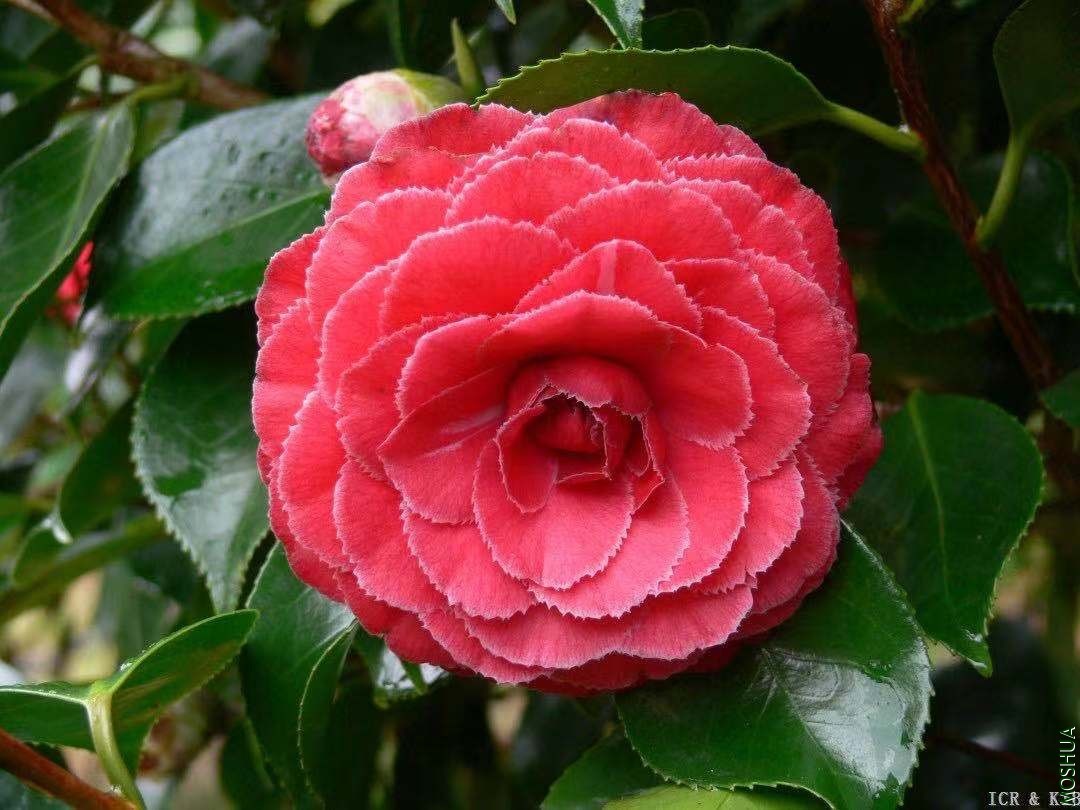 ������ (2).jpg