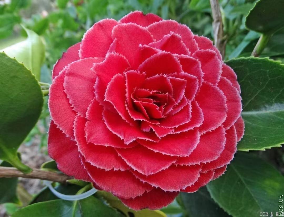 ������ (1).jpg