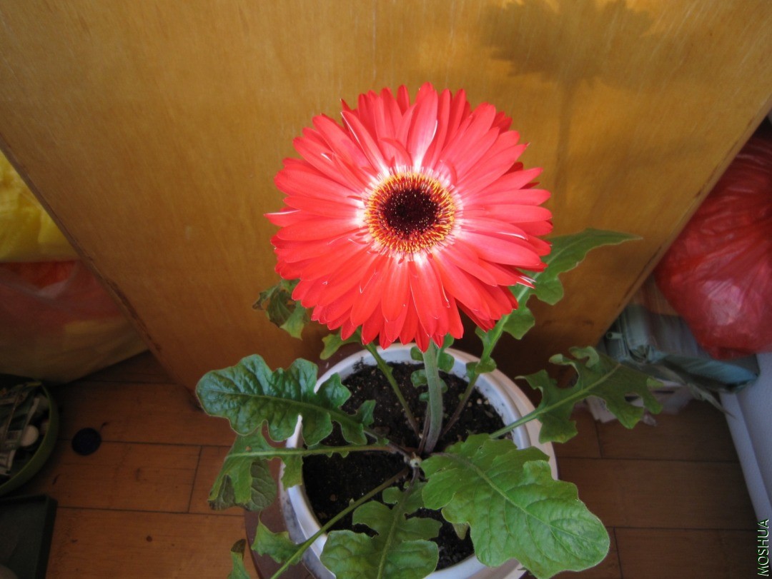 IMG_20201225_0038.JPG