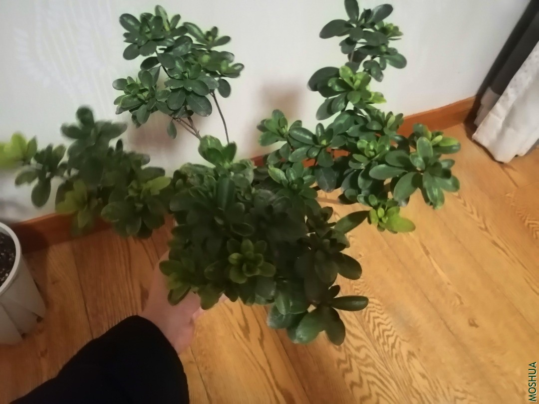 ������  �ܶ໨����