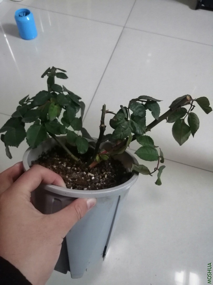 �¼� ����Ҷ