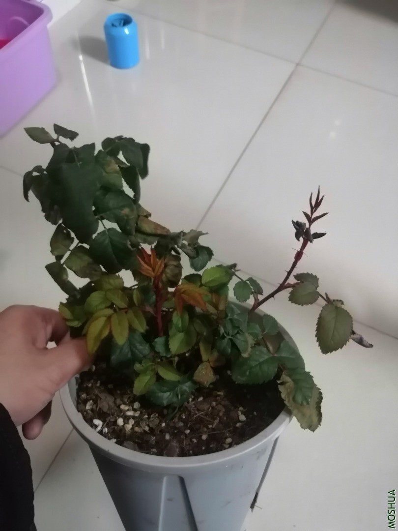 �¼�  ������