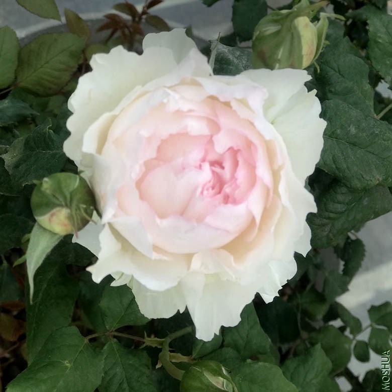 �¼� ������