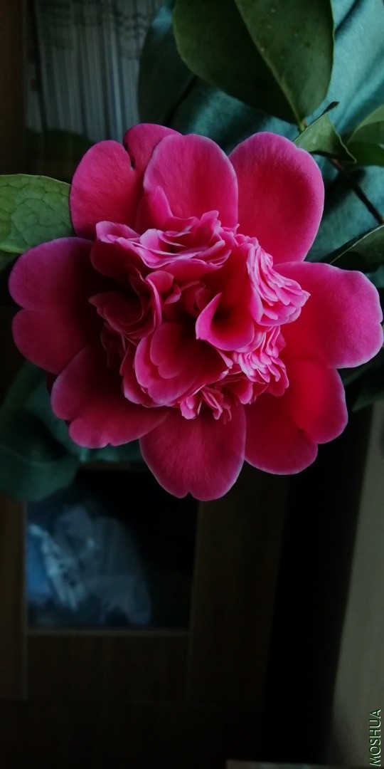 IMG_20201202_123747.jpg
