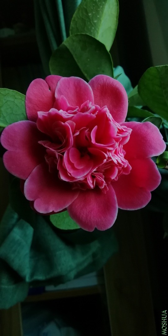 IMG_20201202_123908.jpg