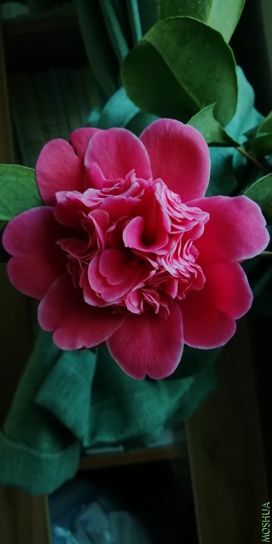IMG_20201202_123927.jpg