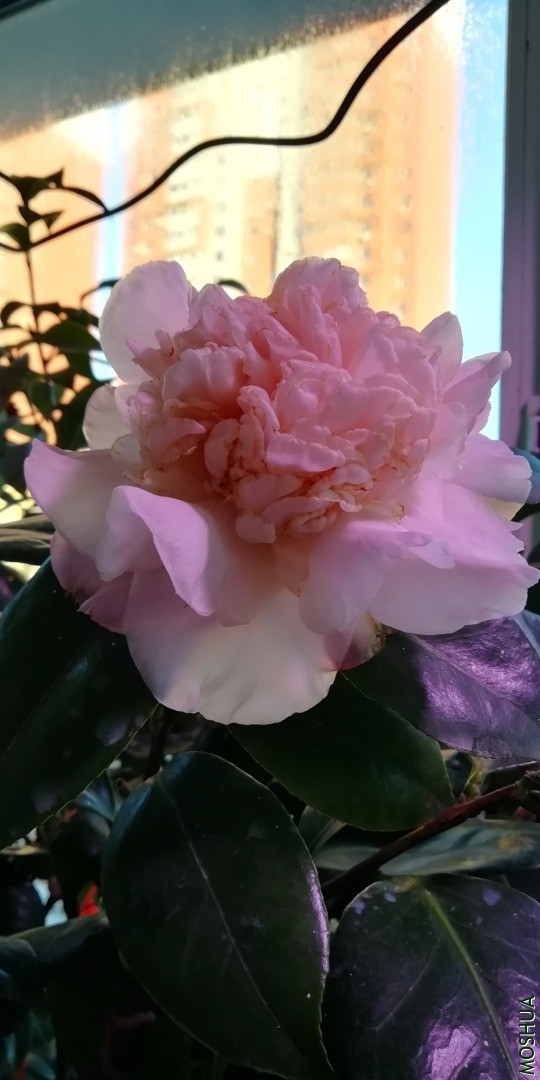 IMG_20201213_074423.jpg