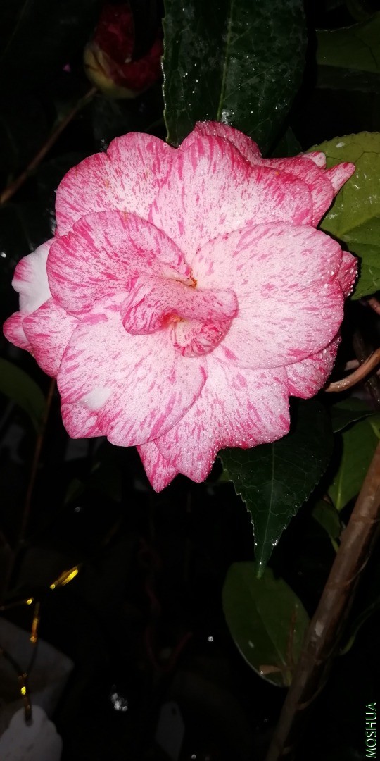 IMG_20201229_185019.jpg