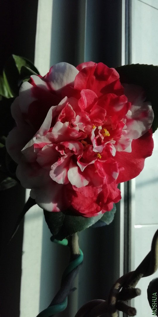 IMG_20201220_145256.jpg