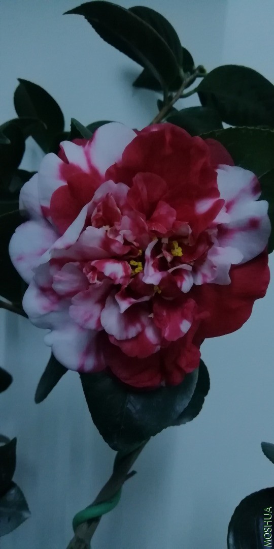 IMG_20201220_174048.jpg