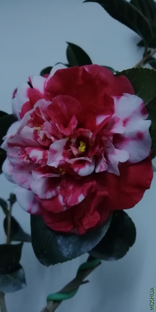 IMG_20201220_173742.jpg