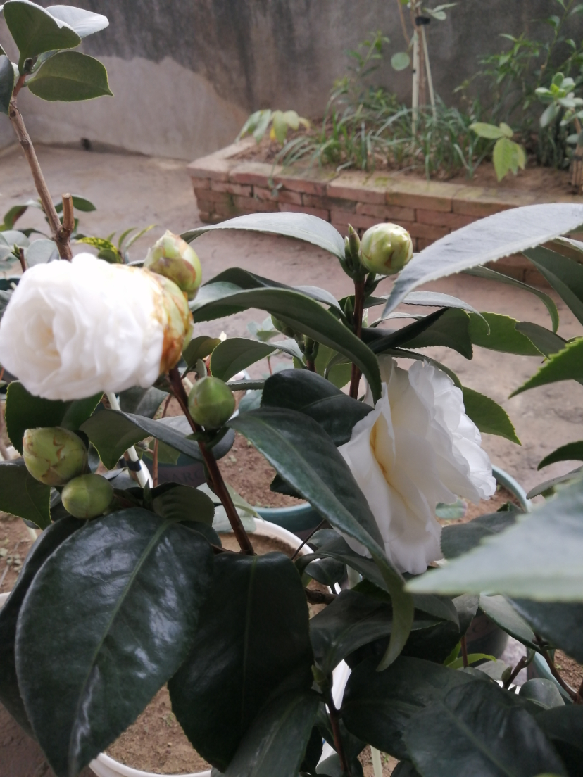 IMG_20210105_140236.jpg