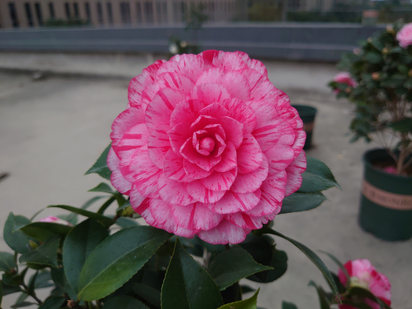 DSC_6680.JPG