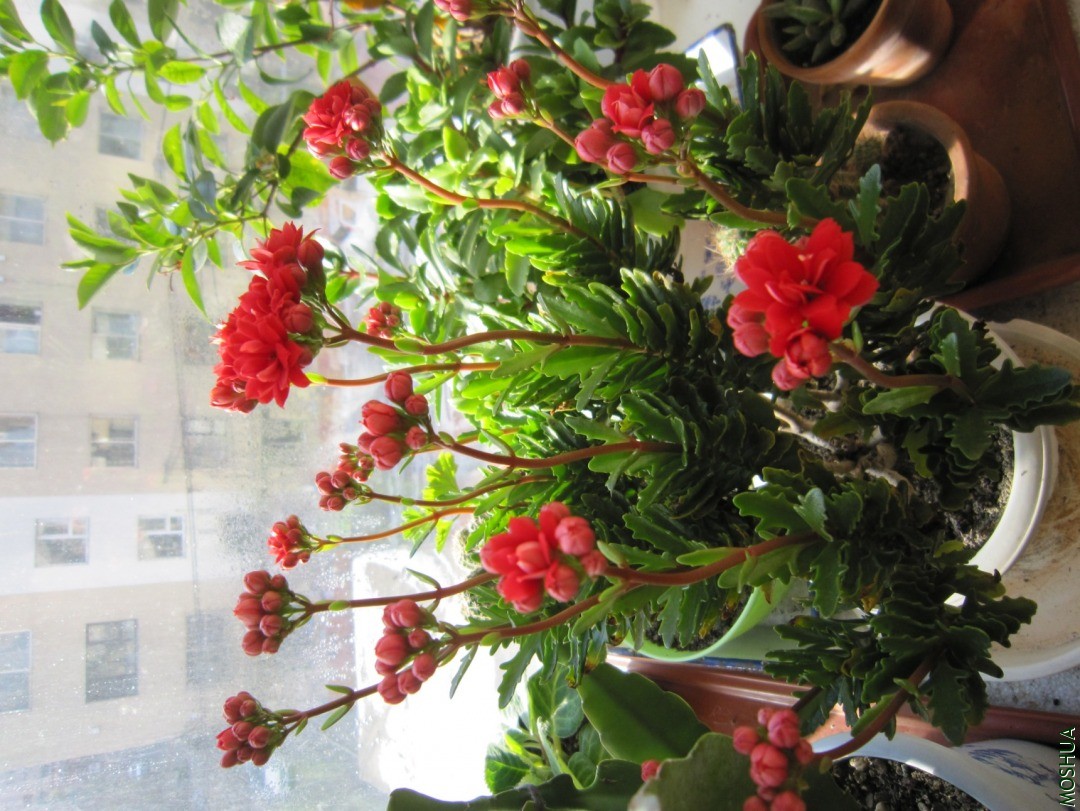 IMG_20201215_0014.JPG