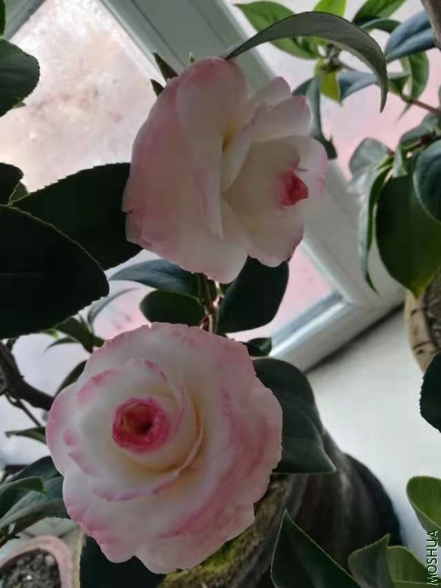 ΢��ͼƬ_20210118160734.jpg