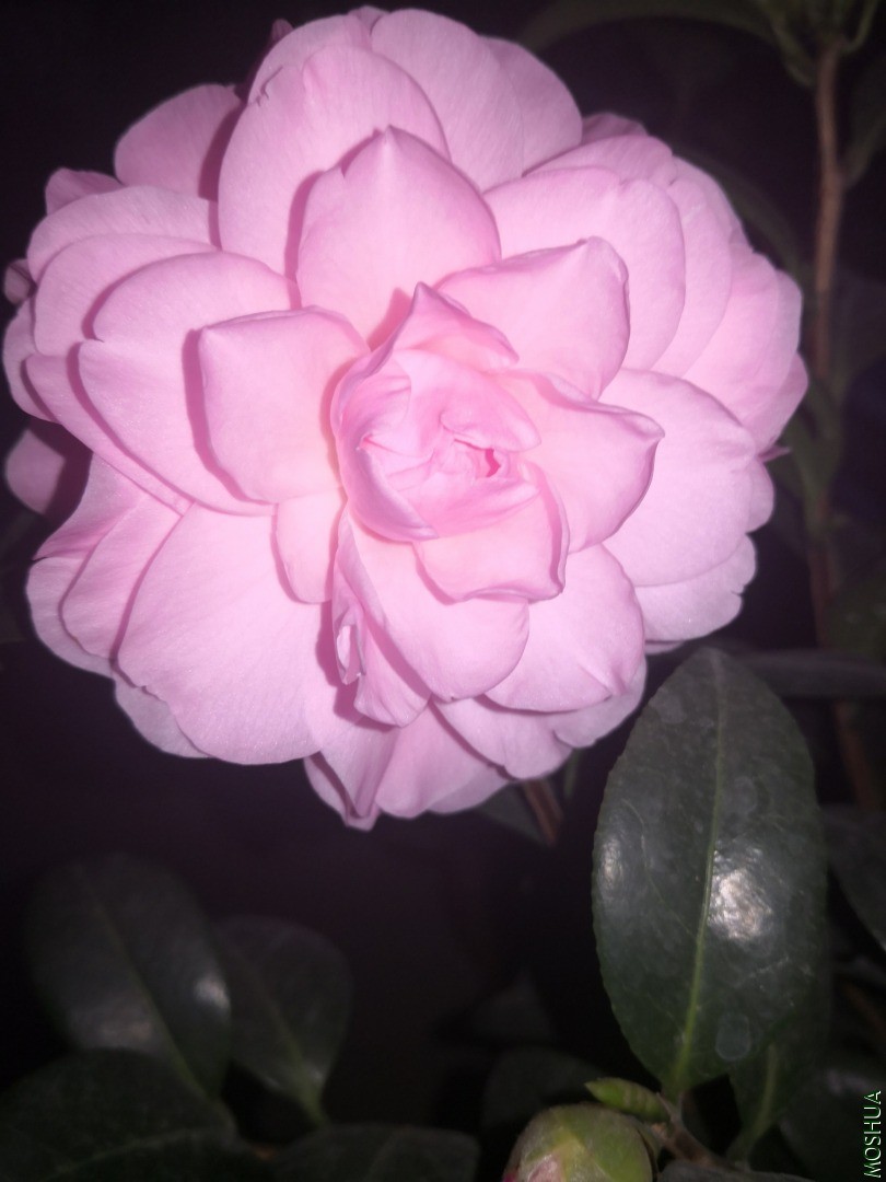 IMG_20201208_063248.jpg