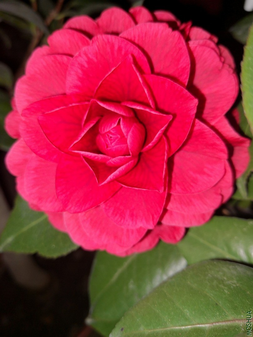 IMG_20201228_204111.jpg