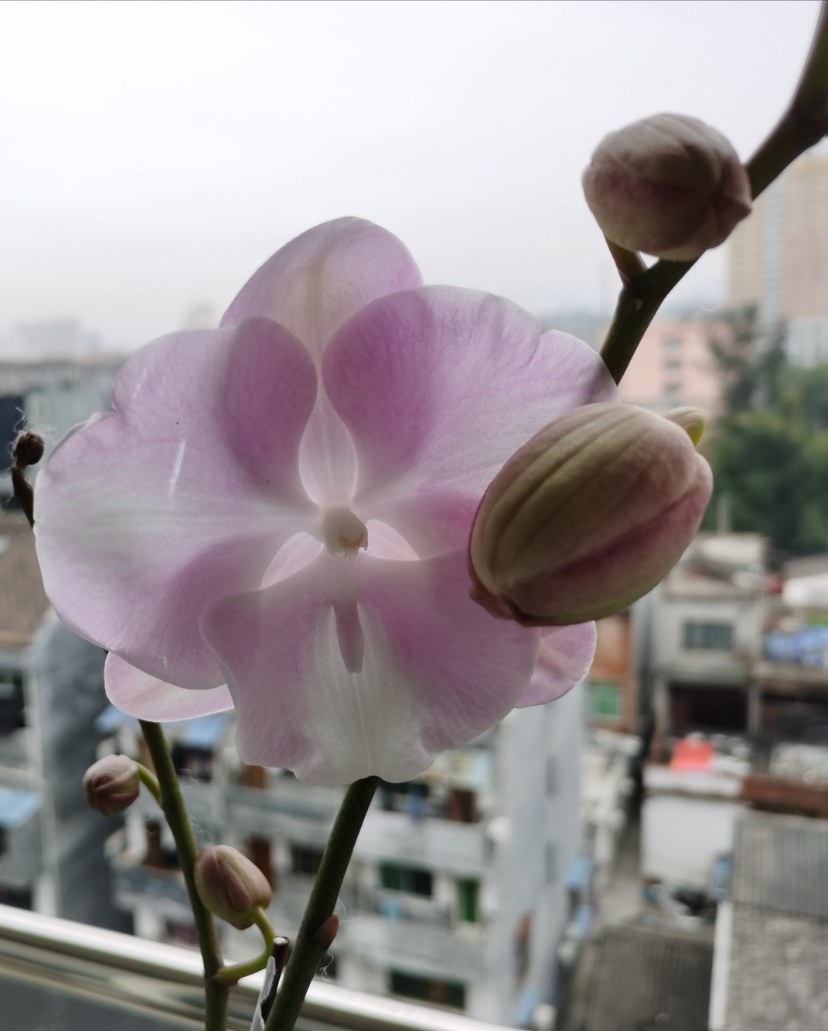 IMG_20201226_140222.jpg